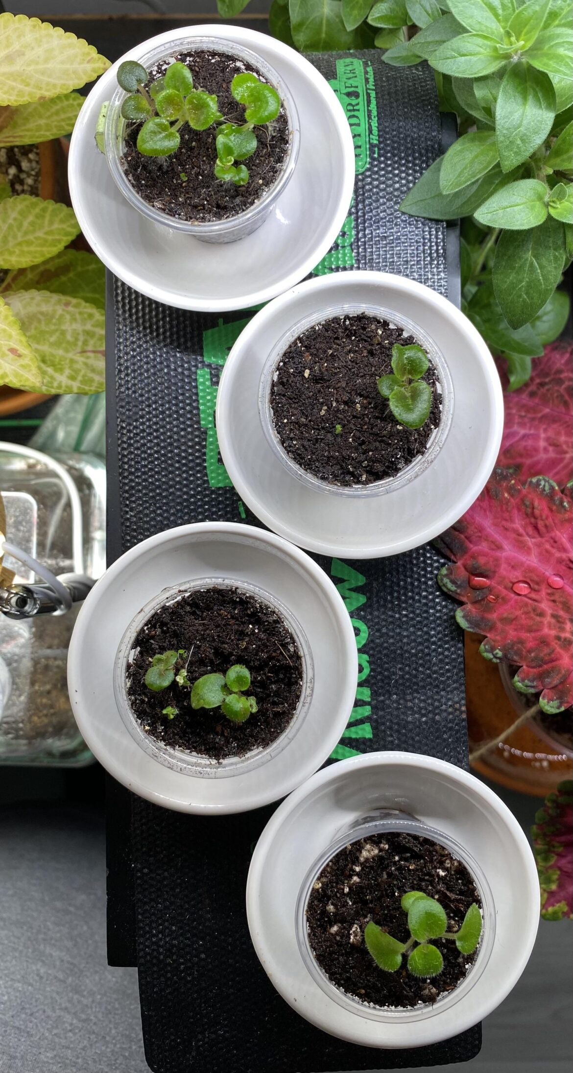 My baby minis! I can’t wait to see what I get!! Anybody grown Nadeau’s african Violet mini seeds before?