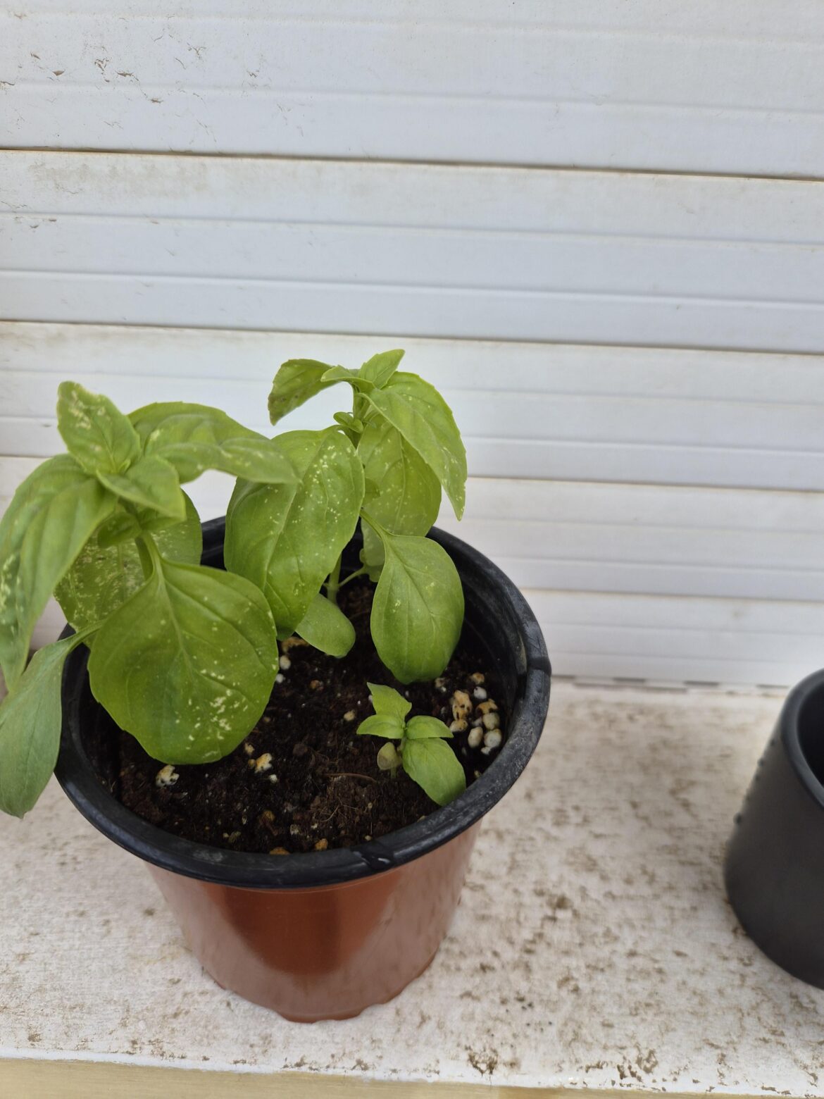 Whats killing my poor basil?