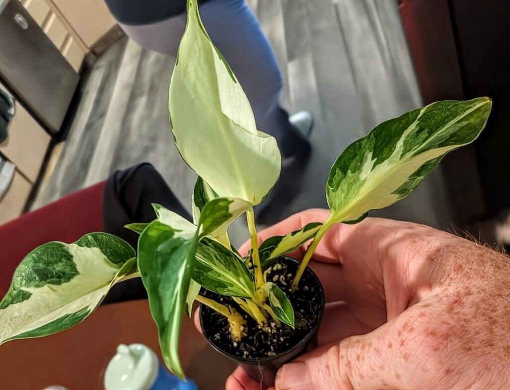 Just got my mutant manjula pothos in!