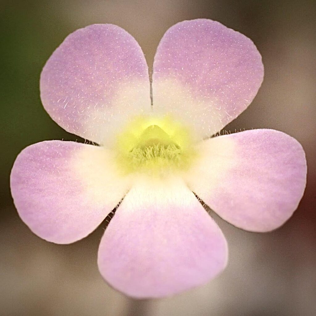 Pinguicula pilosa flower 🌸☺️