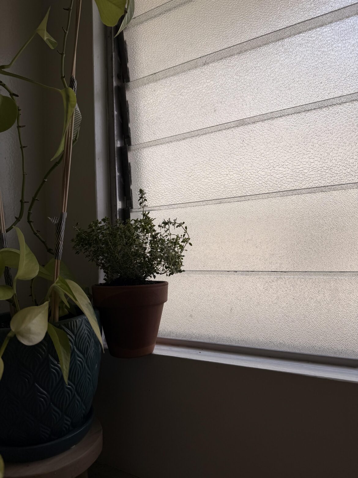 Is it weird to grow herbs in your bathroom?