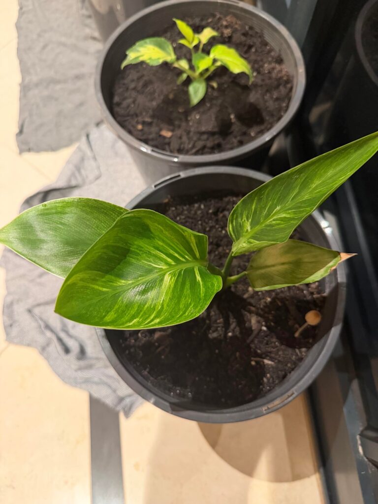 My 3 new Variegated Strelitzia Nicolai and 1 schefflera alpine junior hopefully keep variegation