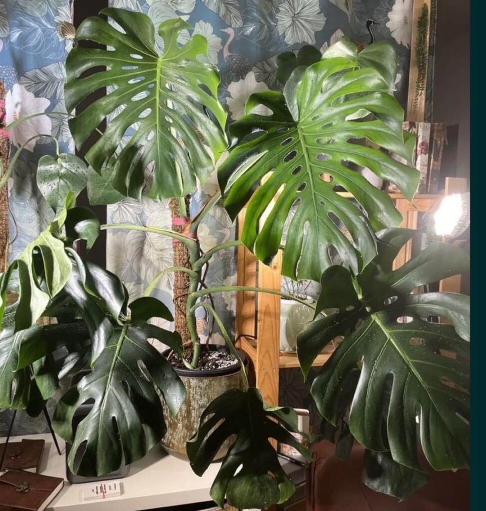 A plant as a gift