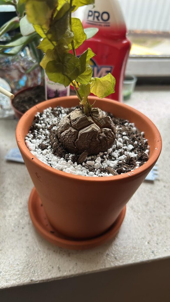 Dioscorea watering question