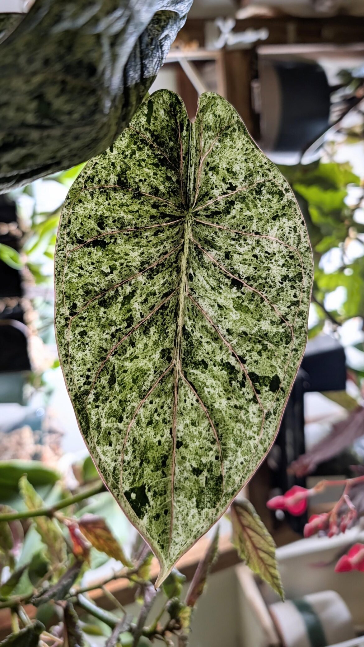 Alocasia Dragon Scale Mint with backlighting. No filter!