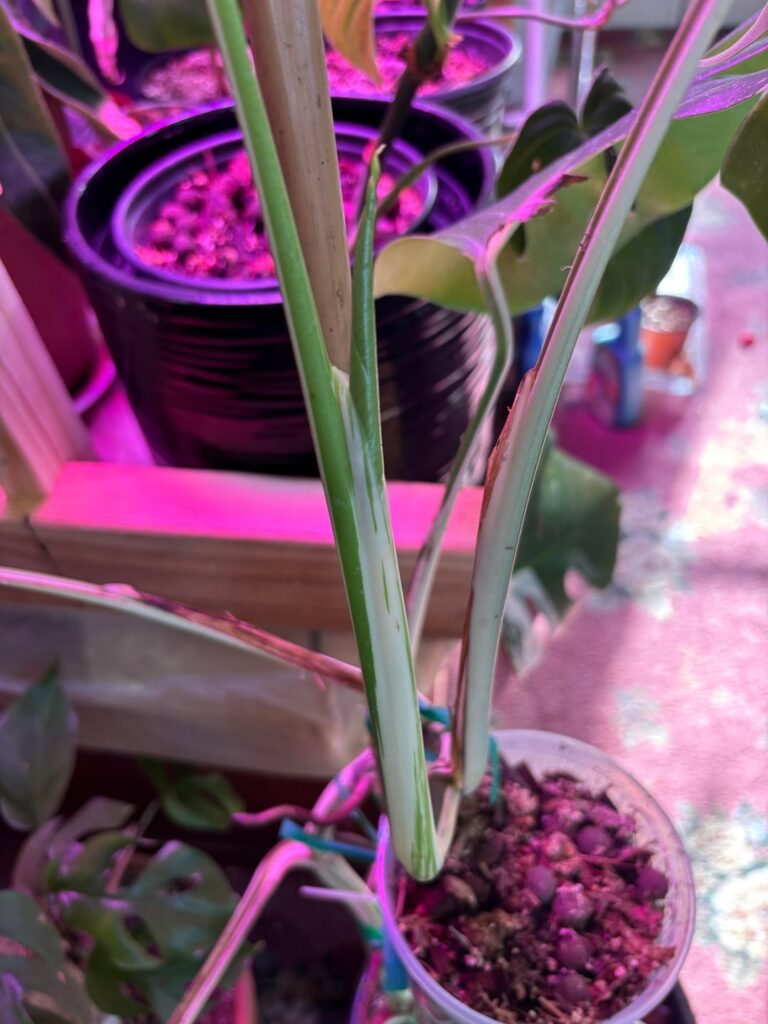 Excitement of the news leaf