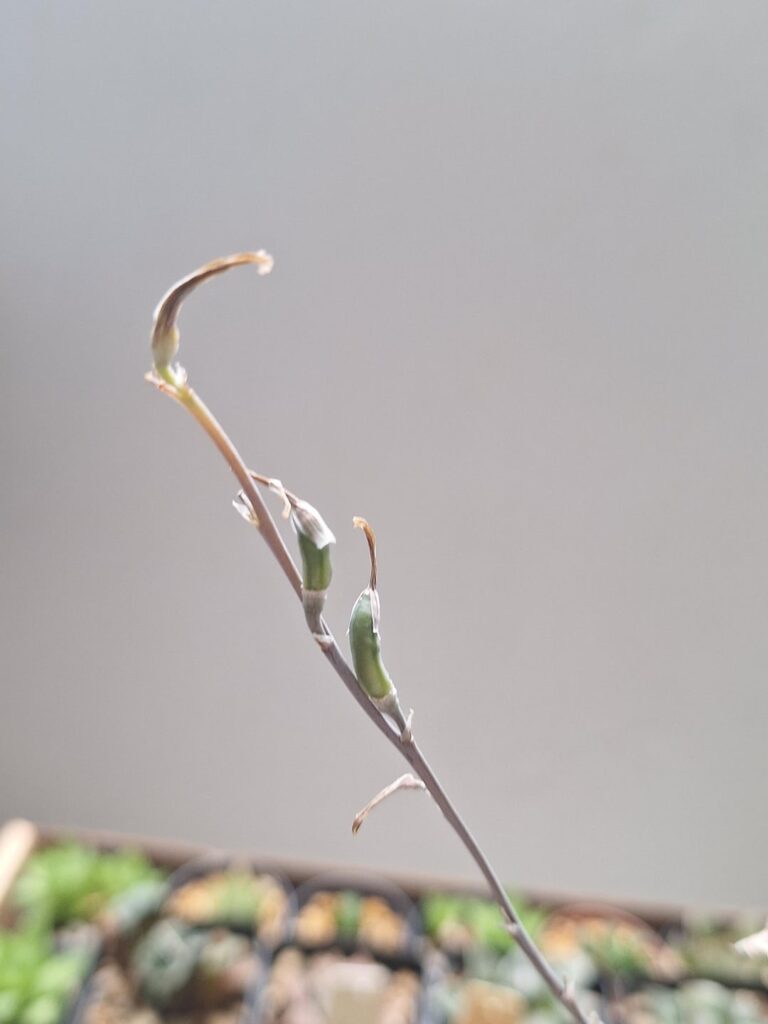 Are these seed pods?