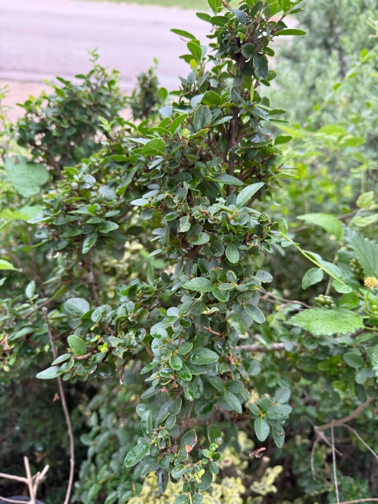 Can anyone help me with a plant id?