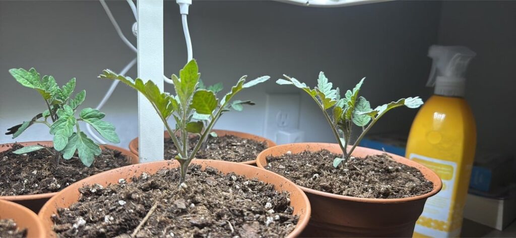 Tomatoes at 3 wks Tomatoes at 3 wks