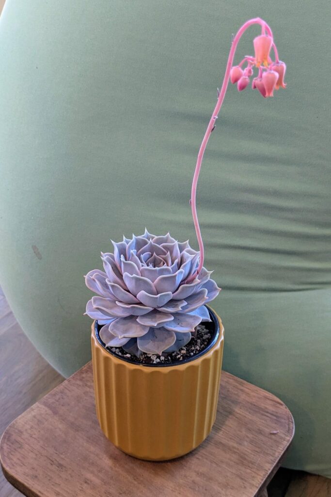 It decided to flower