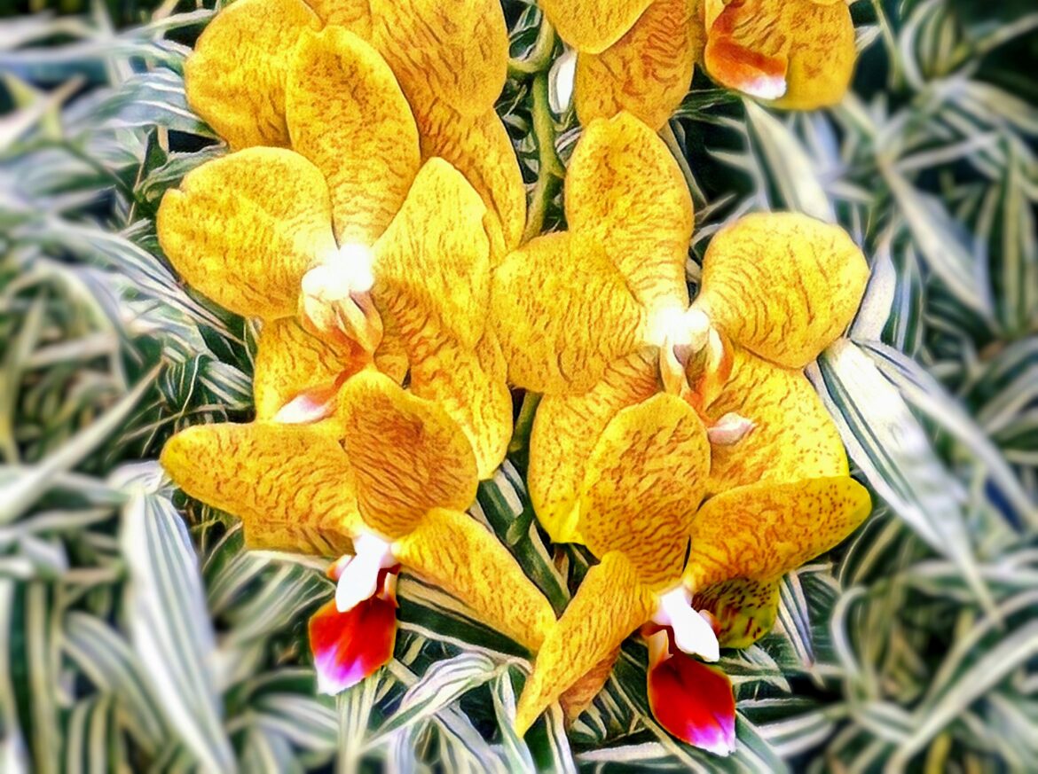 ORQUÍDEA DEL GÉNERO PHALAENOPSIS. [OC]