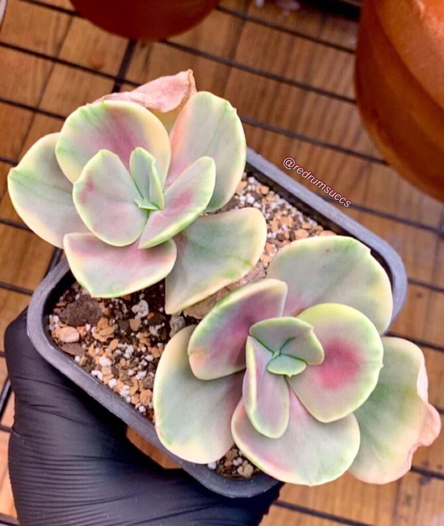 obsessed with my latest additions