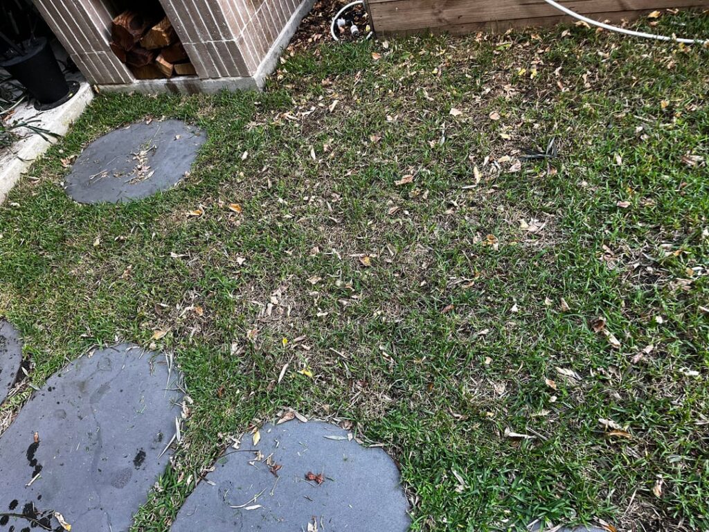 What to do about my turf What to do about my turf