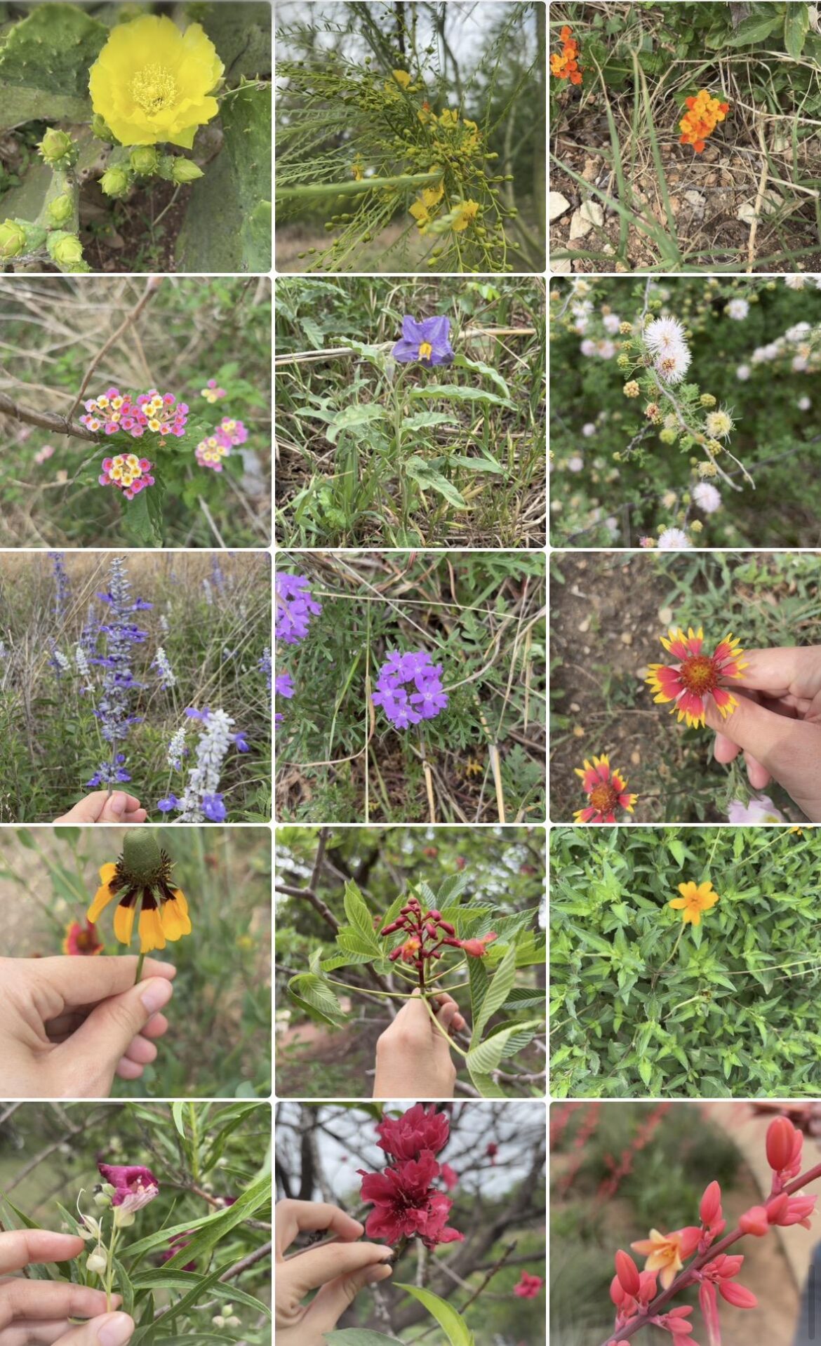 Wildflowers in Mueller