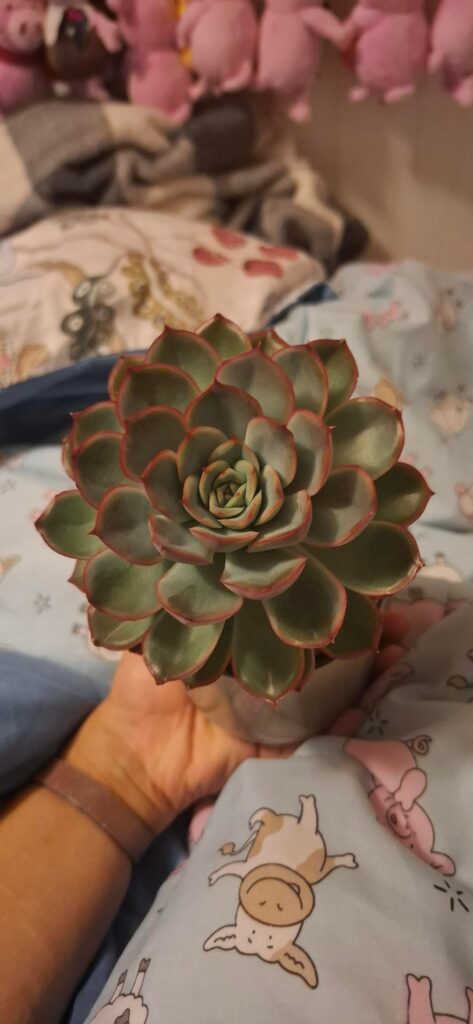 How to tell if plant is getting enough light