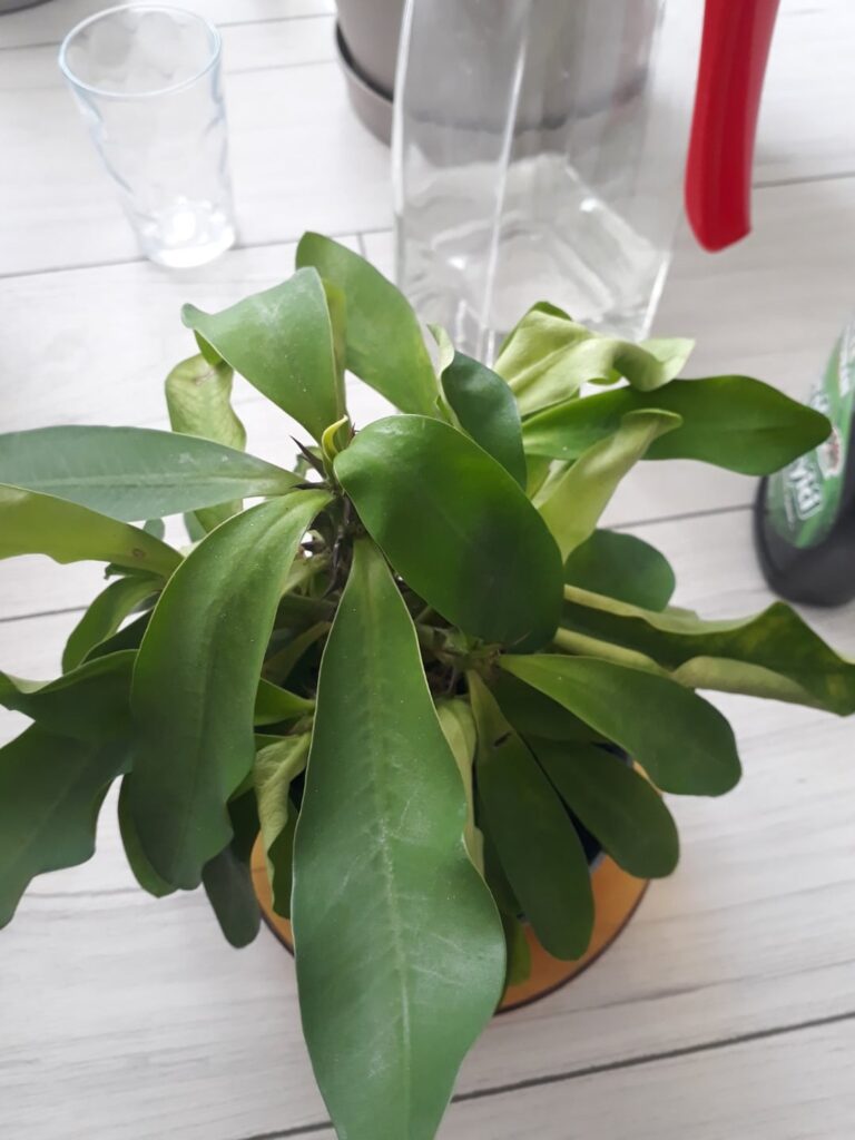 Need help with Euphorbia milii