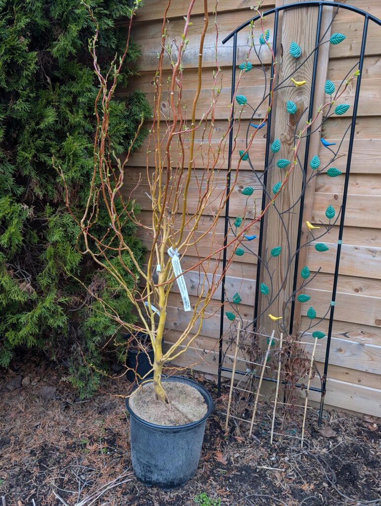 Golden corkscrew weeping willow