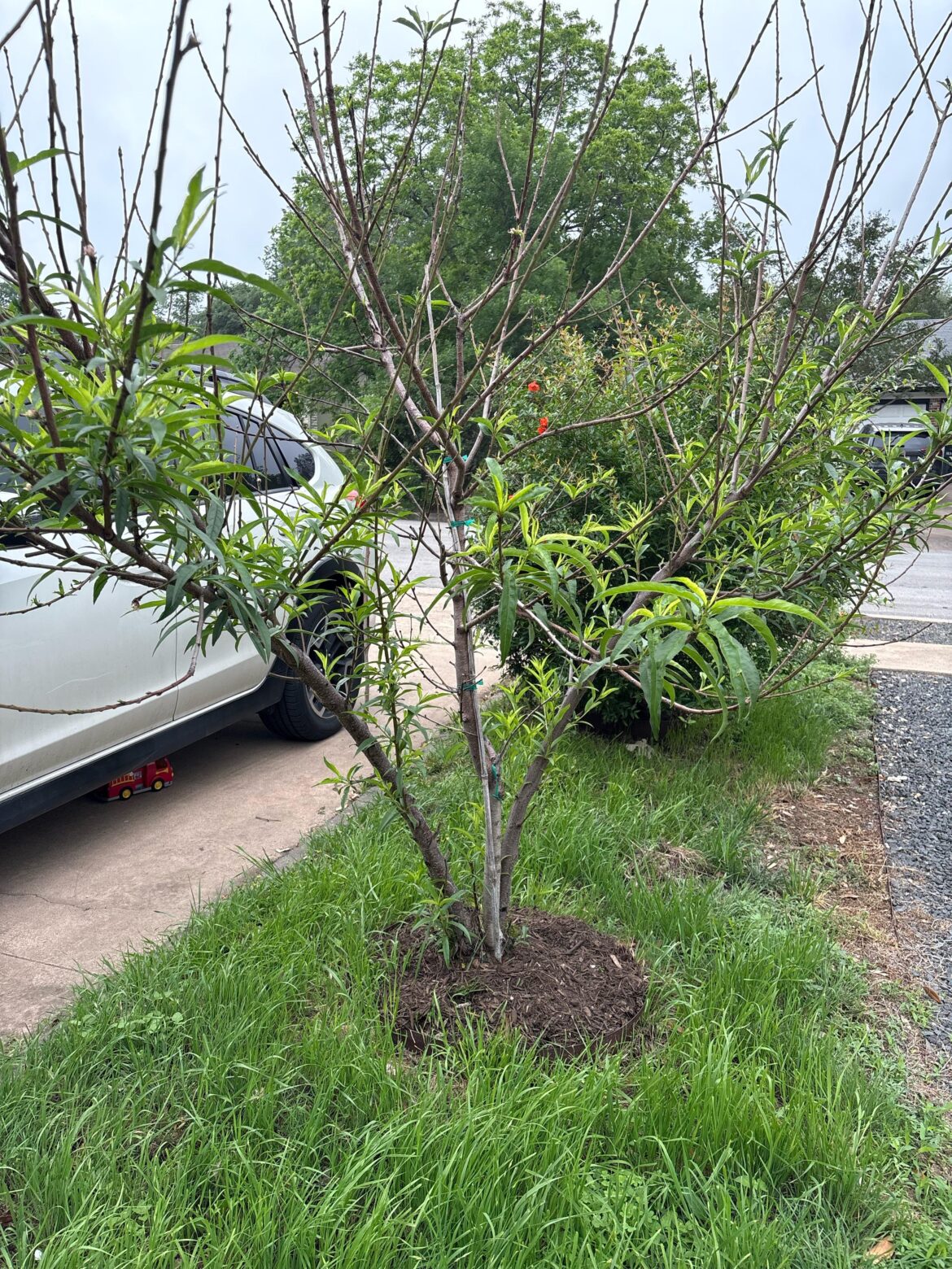 Pruning peach tree ?