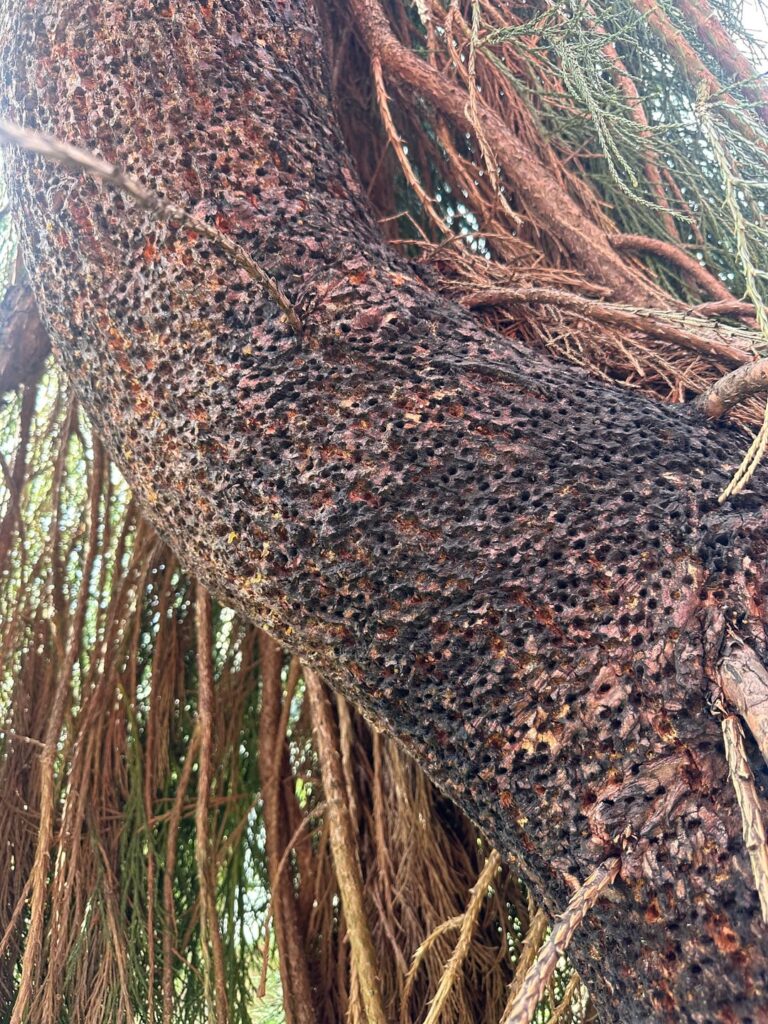Sapsucker woodpecker damage