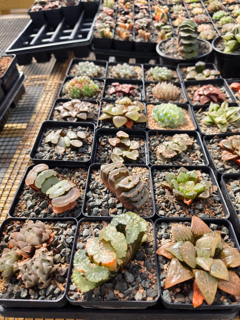 All my Haworthias