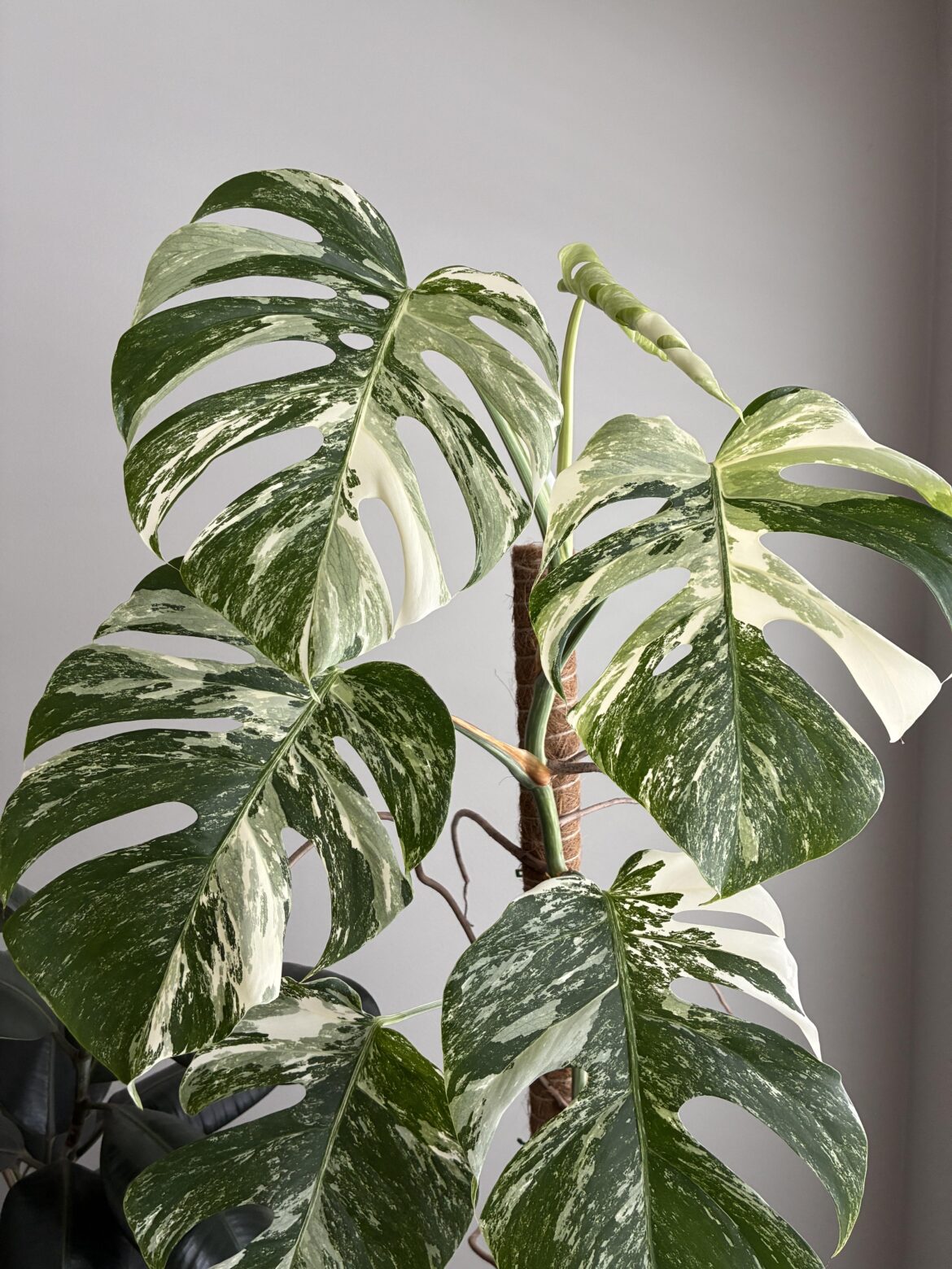 Monstera Albo