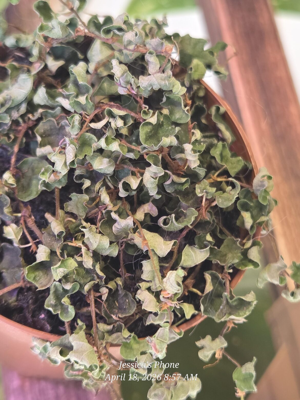 String of Frogs is struggling