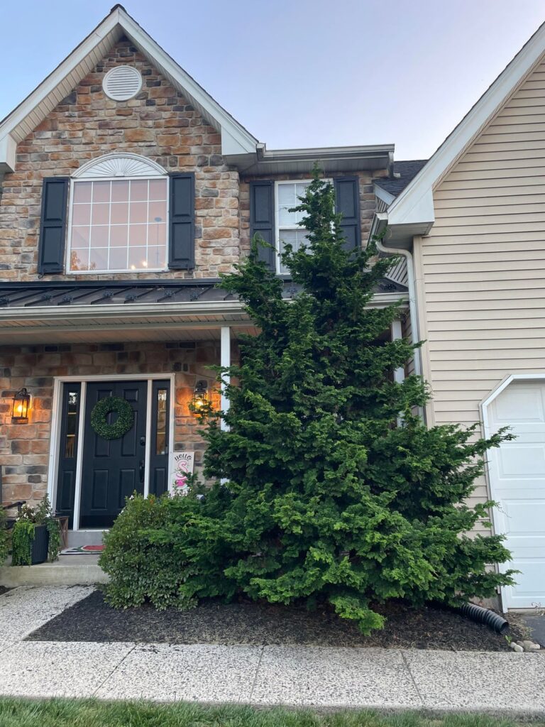 Advice on relocating this tree