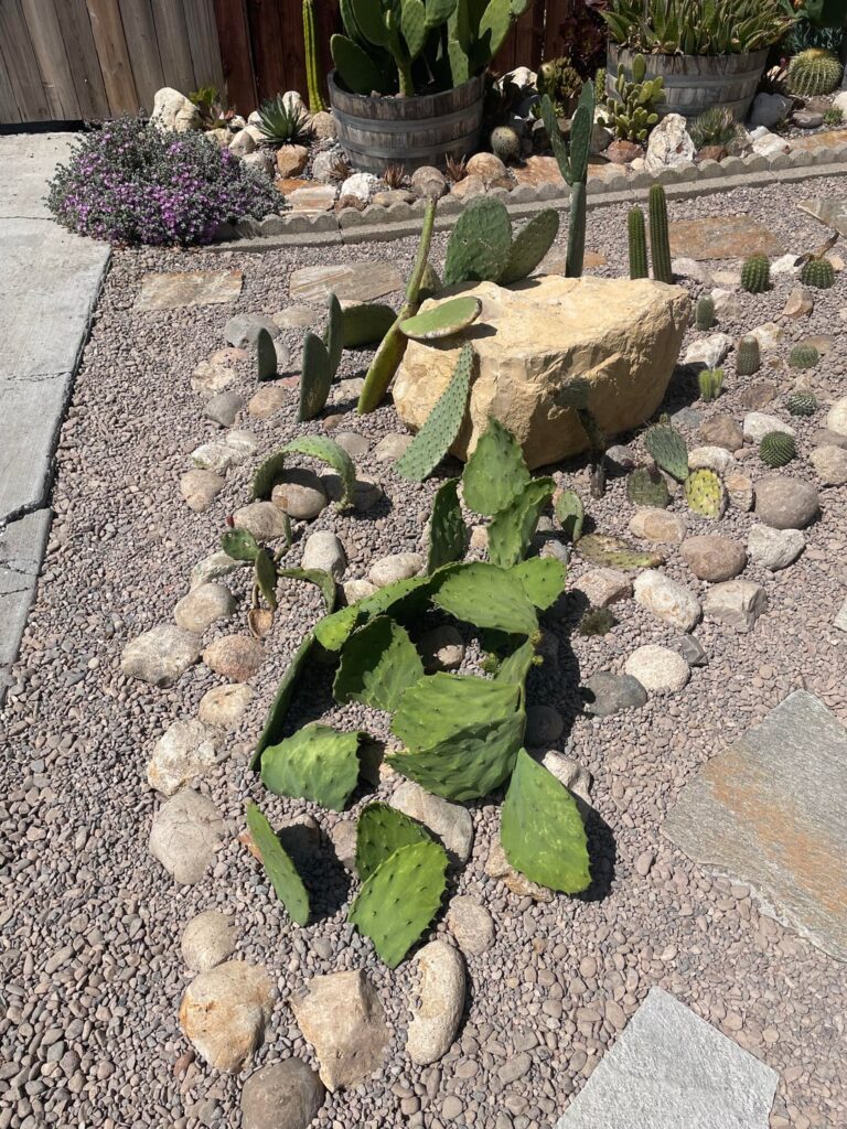 Two years later — opuntia corner
