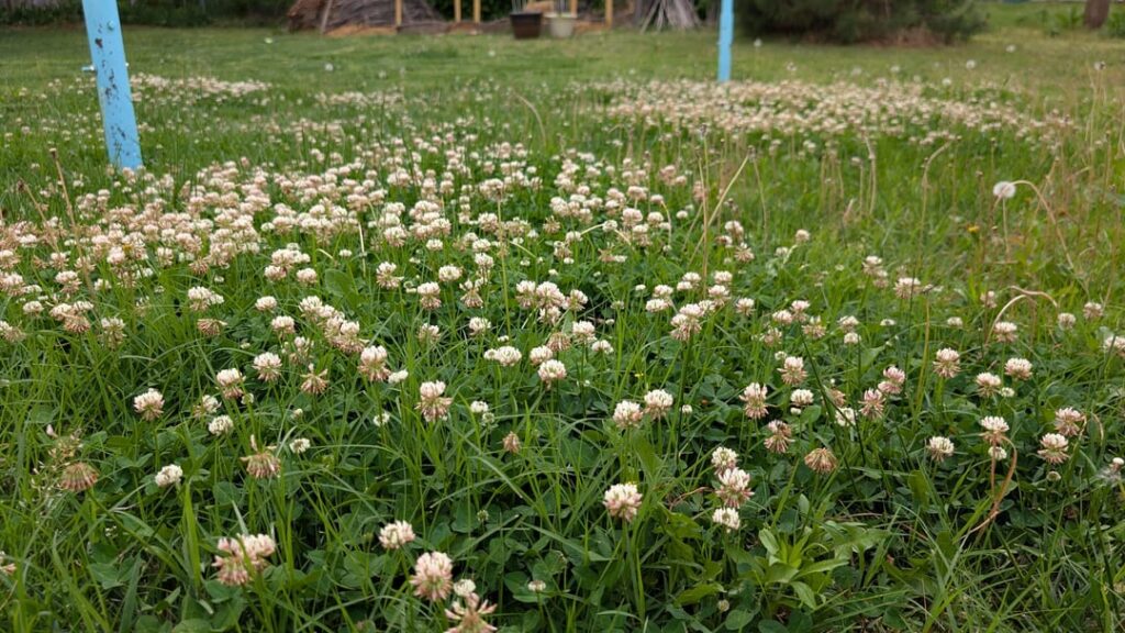 My husband and I are splitting lawns. I get the backyard and mowed around clover "islands". I love watching the gals work!
