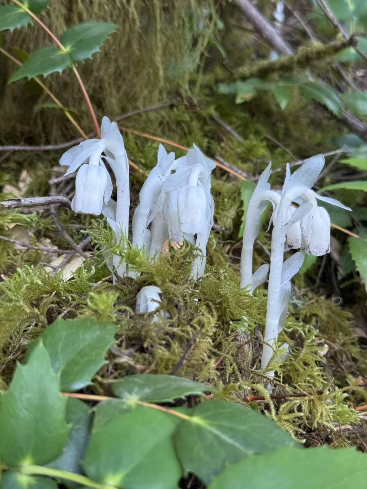 I found these ghost flowers while hiking… and honestly, they looked unreal