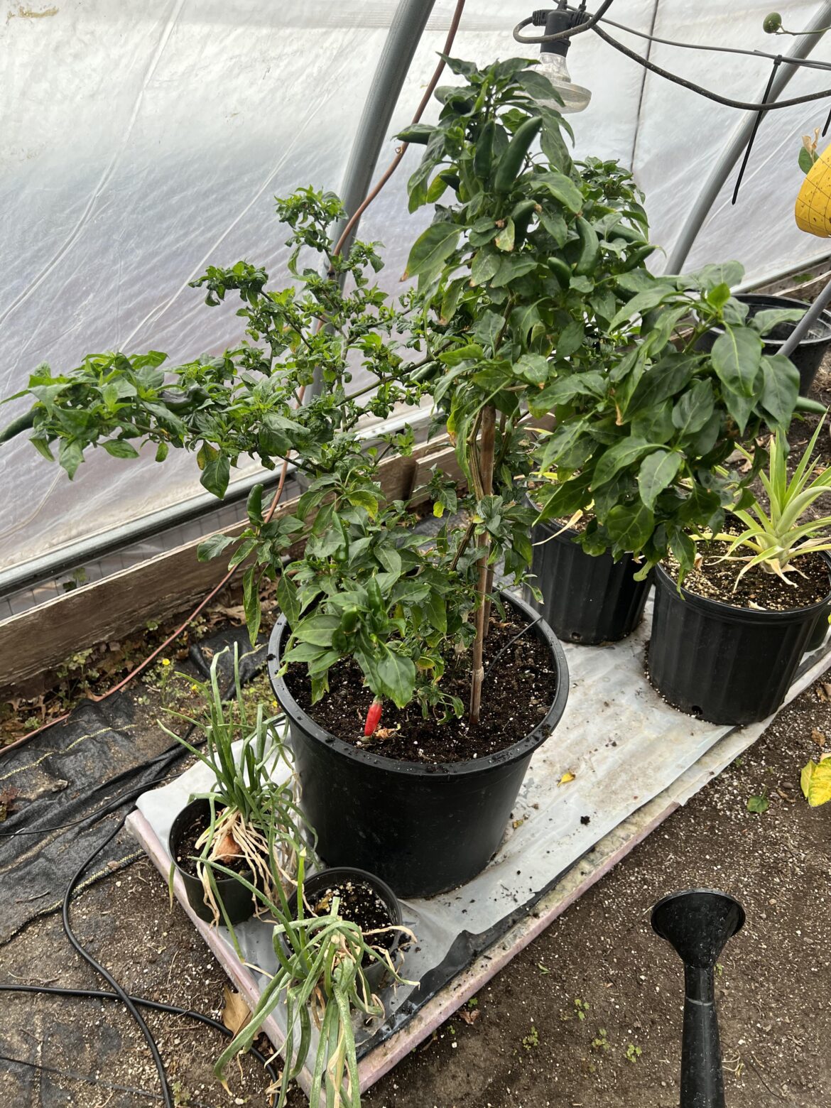 7 pot Barrackpore and Thai dragon overwintered, looking for tips