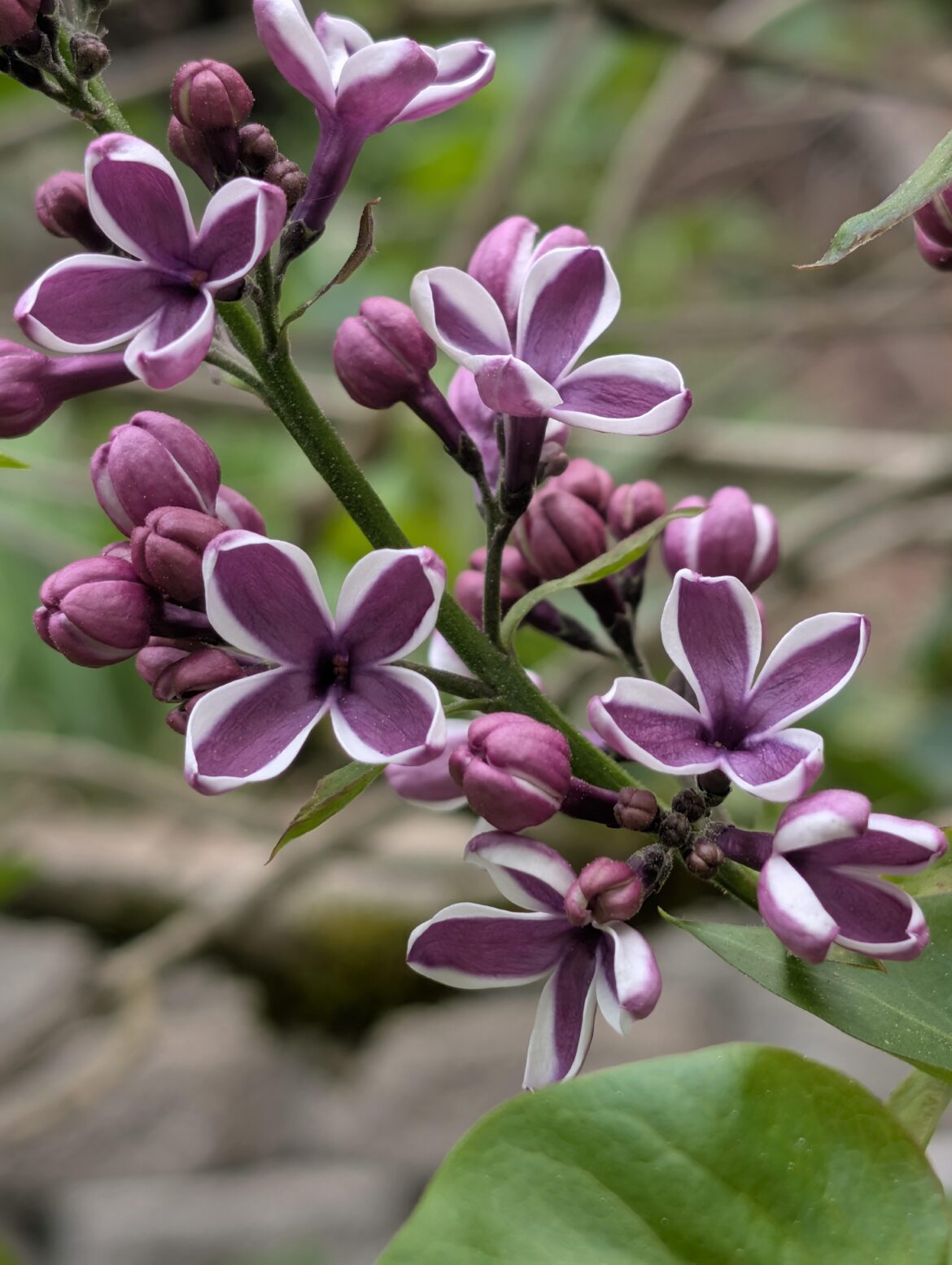 Syringa vulgaris 'Sensation'