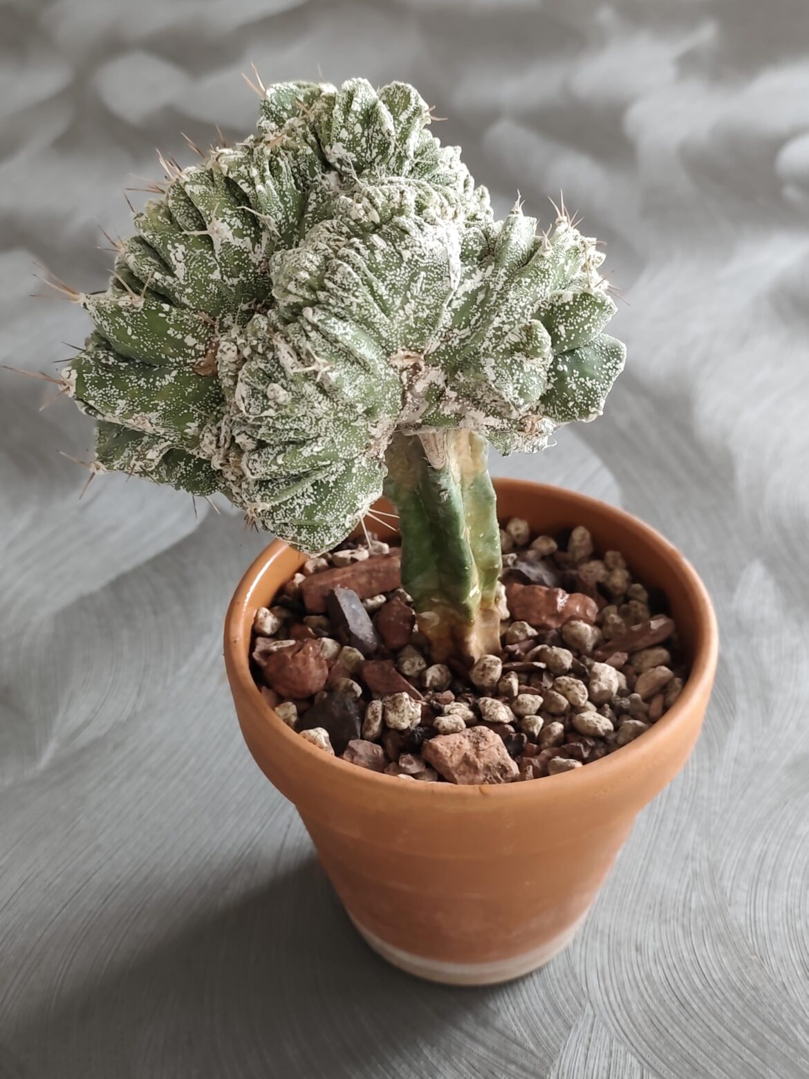 Best course of action on Ornatum Crestata?