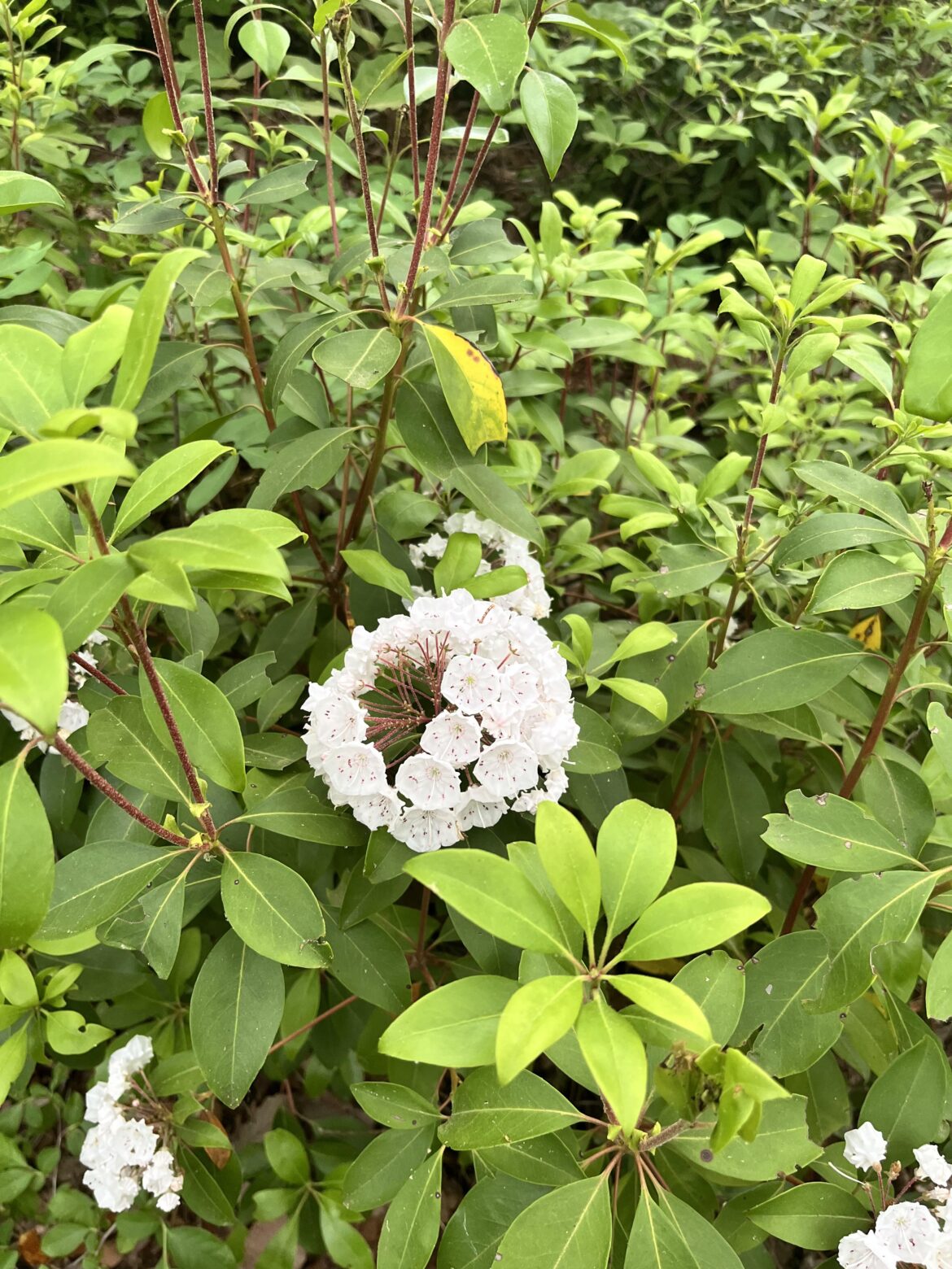 What is this flower?