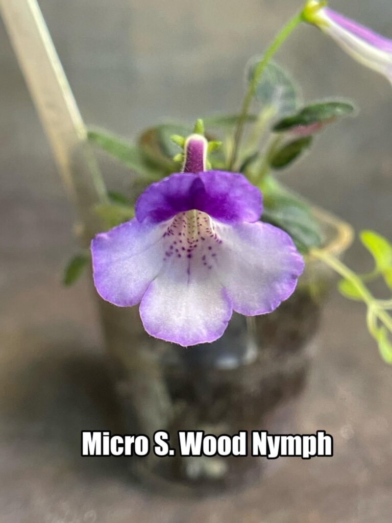 Micro Sinningia Wood Nymph