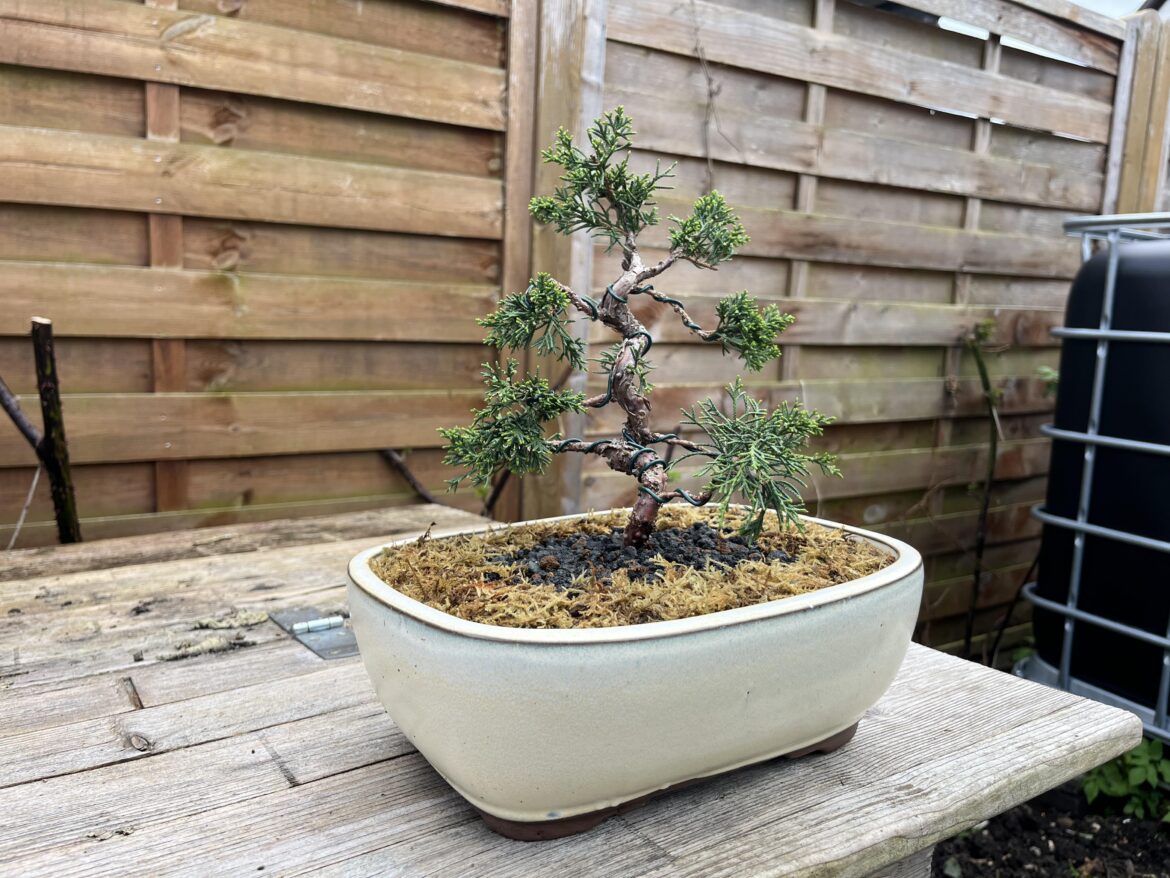 Itoigawa juniper first repot