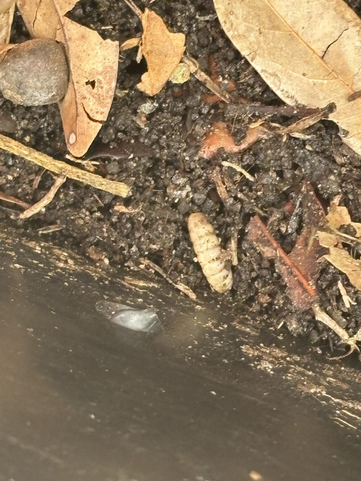 This is BSF larvae right?