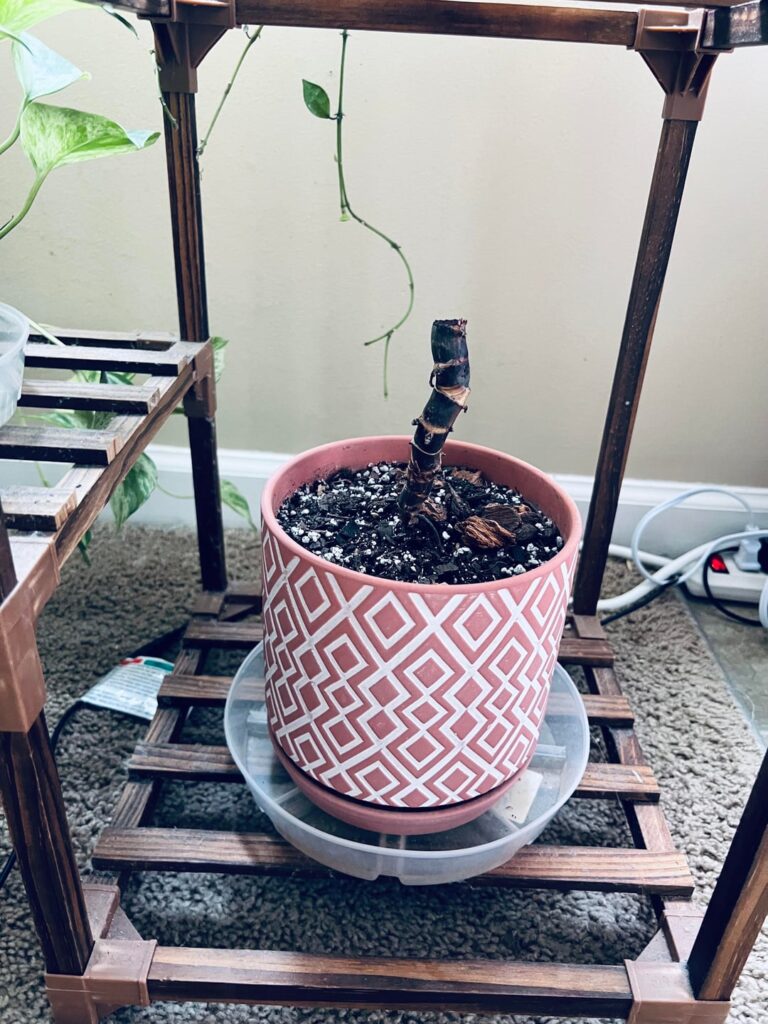 A year later