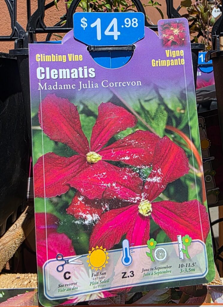Im having a difficult time deciding if I like the French Clematis or the Japanese Clematis