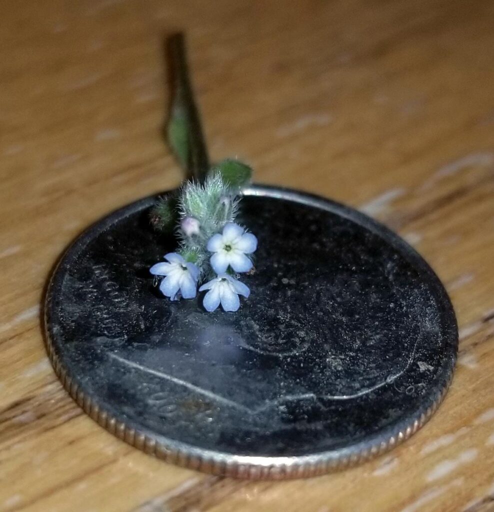 Itty-bitty-tensy-wensy tiny flower (<1mm bloom diameter). Dime for scale!