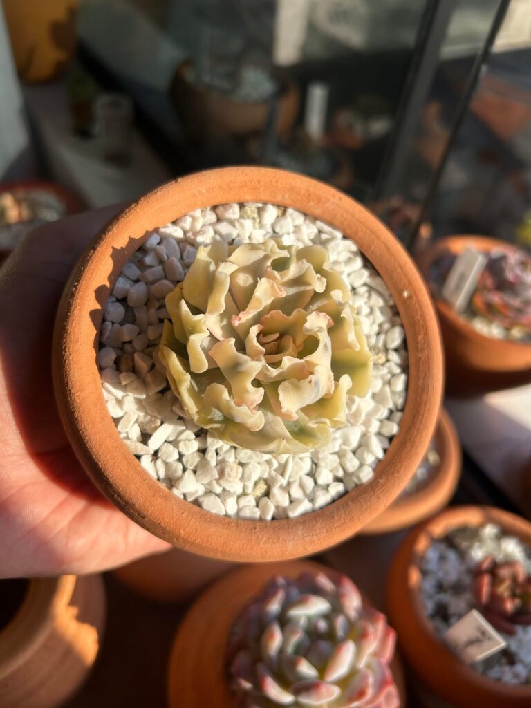 Golden Hour ☀️