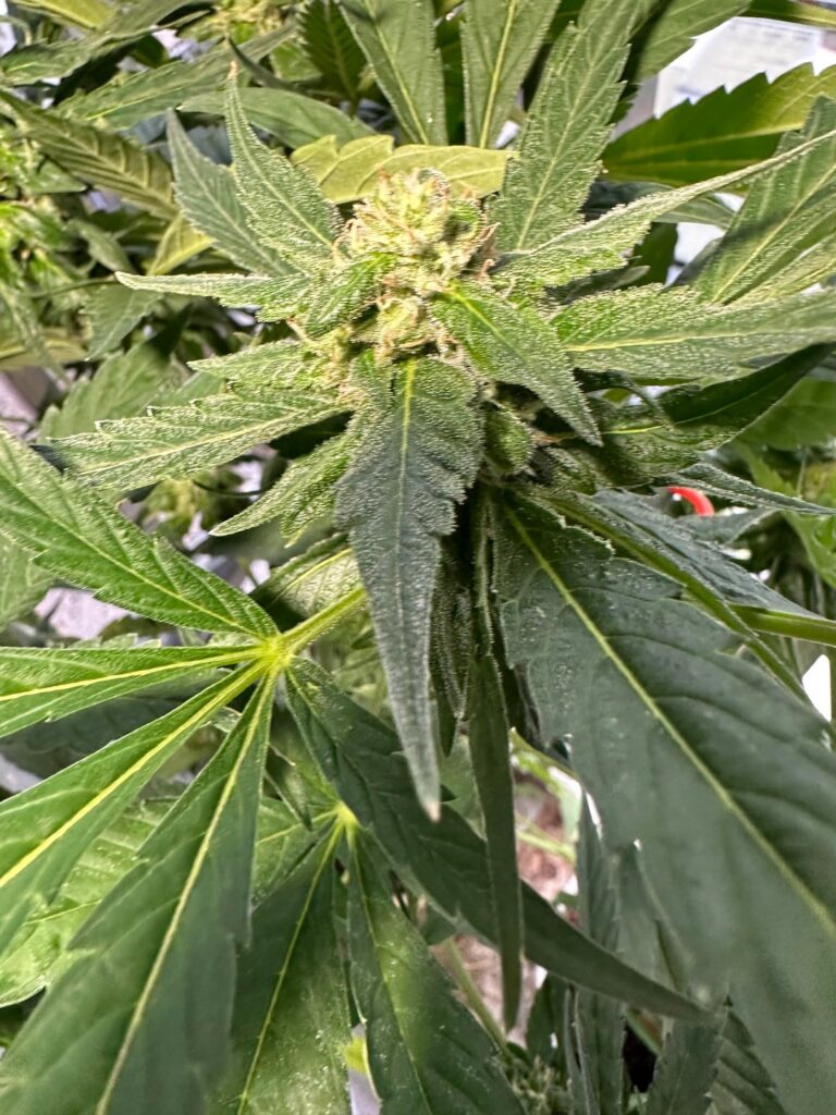 半戶外種植採收詢問 半戶外種植採收詢問