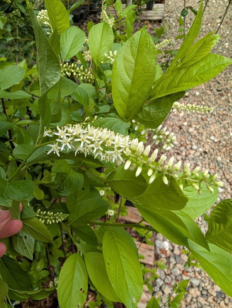Now blooming at Knotty by Nature Natives in Durham NC!