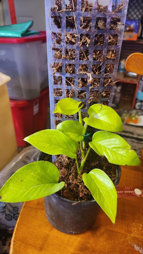 My neon pothos that started as a cutting about 2 months ago is rooting into my moss pole!