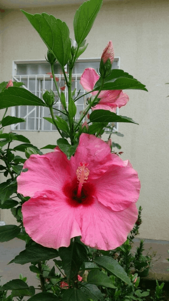 Hibiscus Plant Care Guide