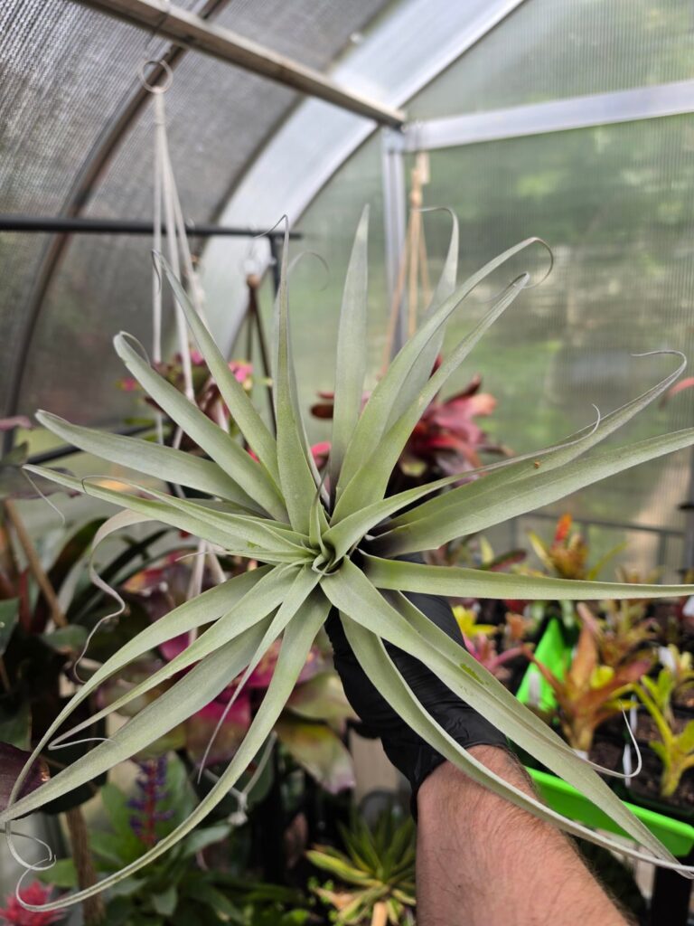 Big girl