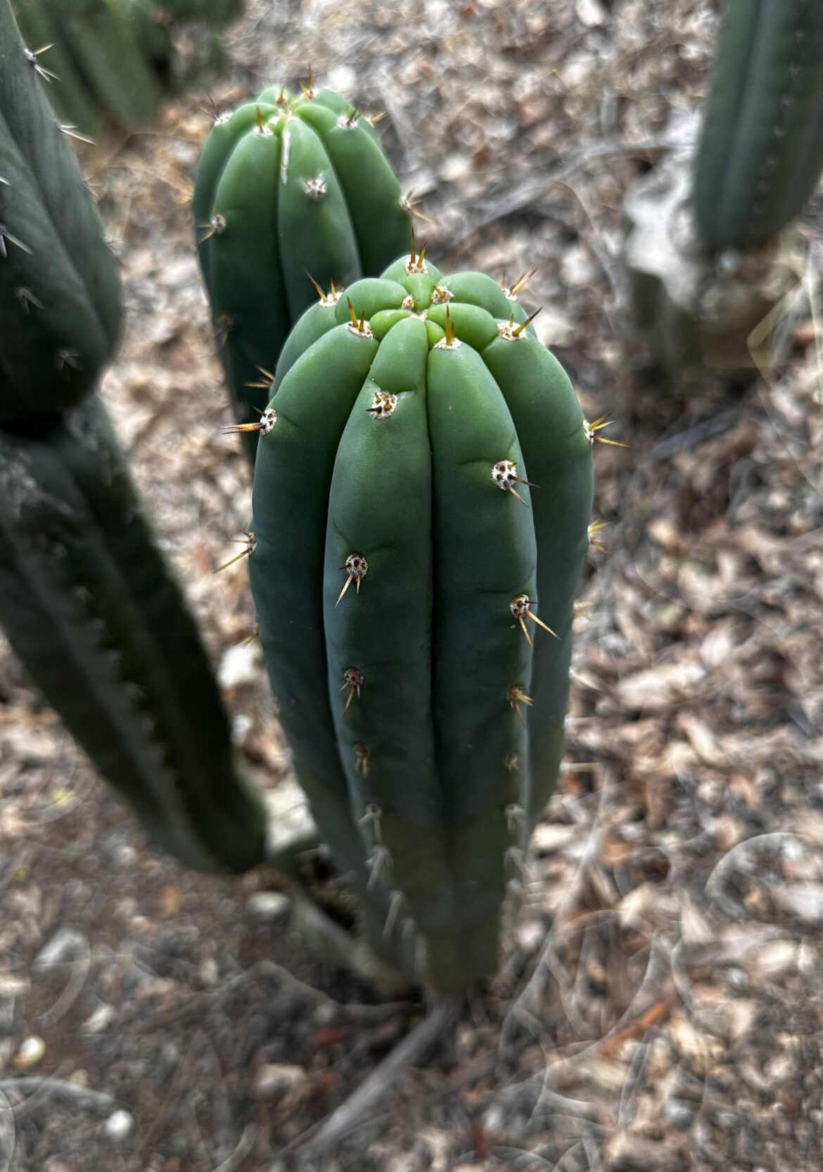 Pachanoi in the brush 💚