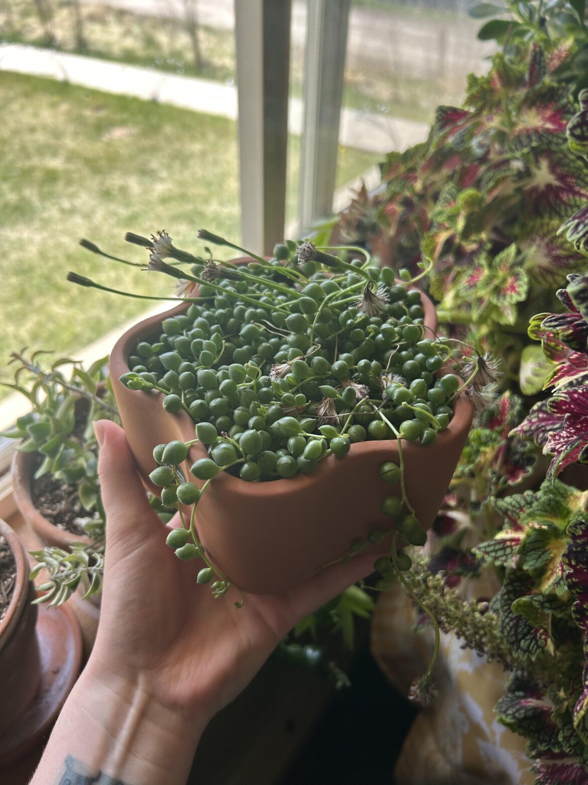 when to repot my sop?