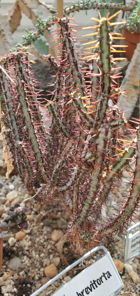 Euphorbia aeruginosa var minor university specimen