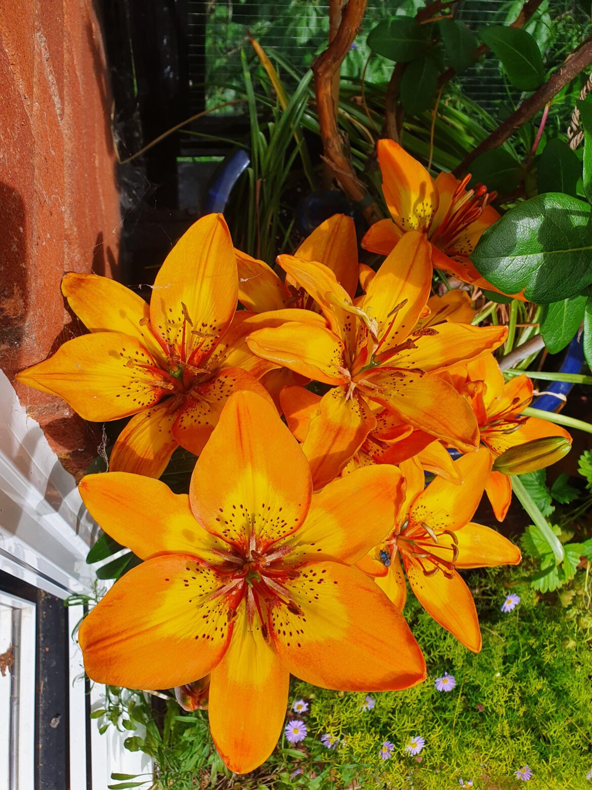 How Not to Kill Your Plants On Holiday? How Not to Kill Your Plants On Holiday?
